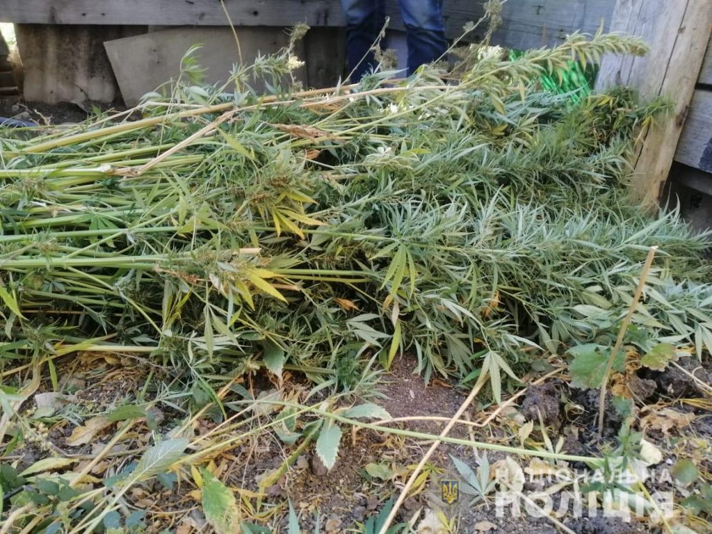 Почти 200 кустов марихуаны изъяли у мужчины на Харьковщине (фото)