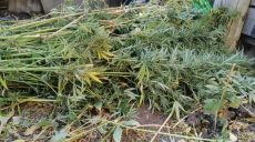 Почти 200 кустов марихуаны изъяли у мужчины на Харьковщине (фото)