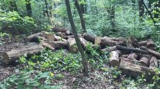 Чоловіки влаштували незаконну порубку деревини на Харківщині