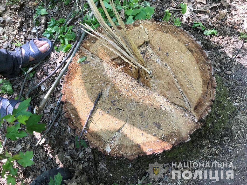 В Харьковской области вырубили деревьев на 300 тыс. гривен (фото)