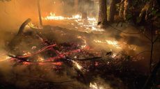 Под Чугуевом спасатели ликвидируют низовой лесной пожар (видео,фото)