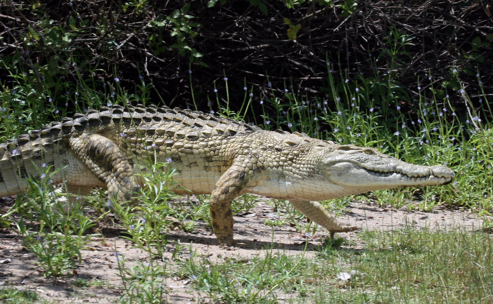 Украинцев накормят мясом крокодилов из ЮАР