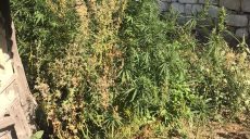 Житель Харьковщины выращивал коноплю на приусадебном участке (фото)