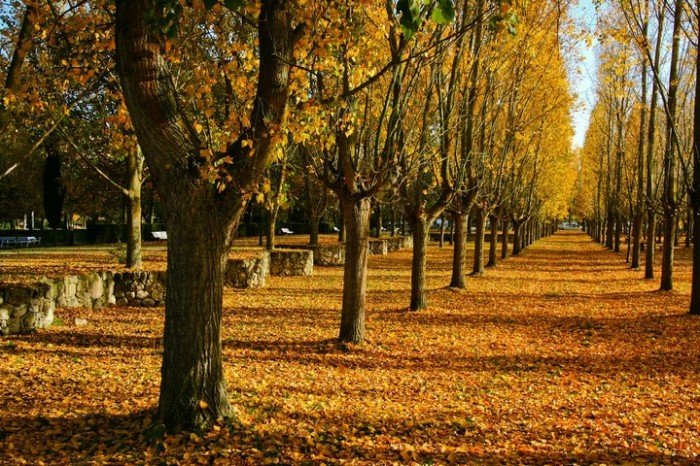Харьковчанам напомнили о штрафах за сжигание опавших листьев