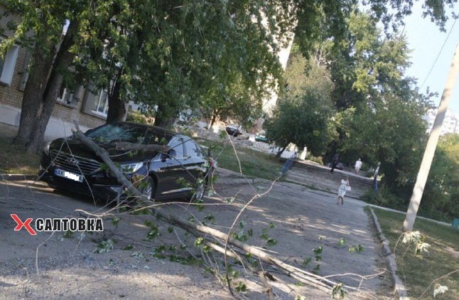 Дерево рухнуло на автомобиль на Салтовке (фото)