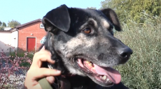 У Харкові собака-донор рятує життя домашніх собак (відео)
