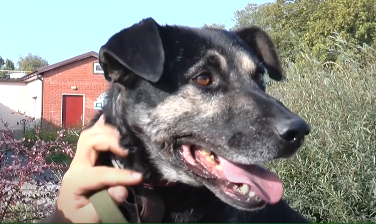 У Харкові собака-донор рятує життя домашніх собак (відео)