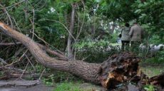 Непогода в Харькове: упало семь деревьев