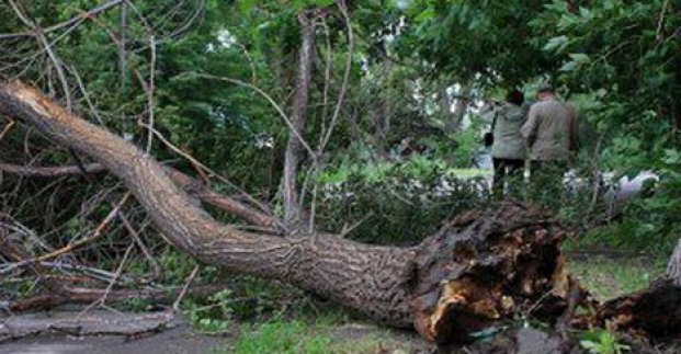 Непогода в Харькове: упало семь деревьев