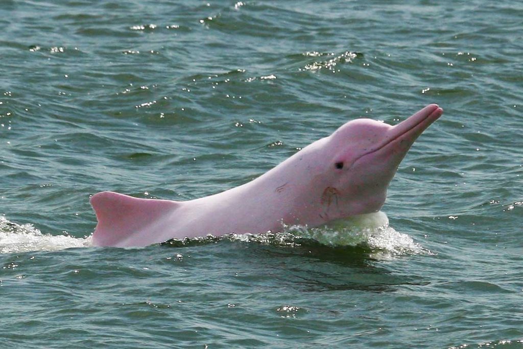В водах Гонконга спустя 27 лет снова заметили розовых дельфинов (фото)