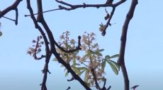 «Дерева щось переплутали»: у Харкові восени зацвіли каштани (відео)