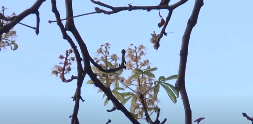 «Дерева щось переплутали»: у Харкові восени зацвіли каштани (відео)