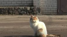 Обов’язкова паспортизація домашніх тварин: думки власника хом’яка та співавтора законопроєкту (відео)
