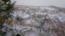 В Карпатах выпал первый снег (видео)