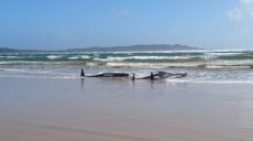 На побережье острова Тасмания массово выбросились киты (фото)