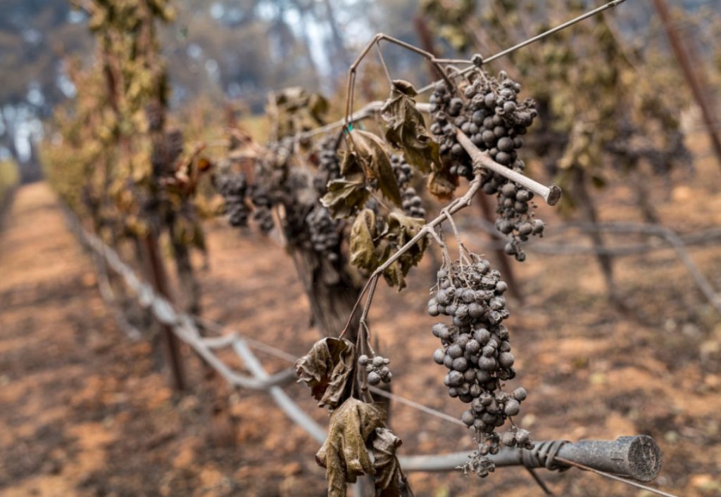 Калифорнийские пожары уничтожили семейную винодельню с 40-летней историей