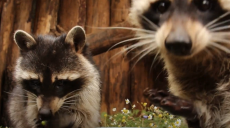 У харківському зоопарку святкують Всесвітній день єнотів (відео)