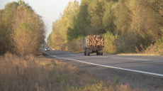 Вирубка лісу у Вовчанському районі: поліція зайнялася 14 справами, дійшли до суду — 5
