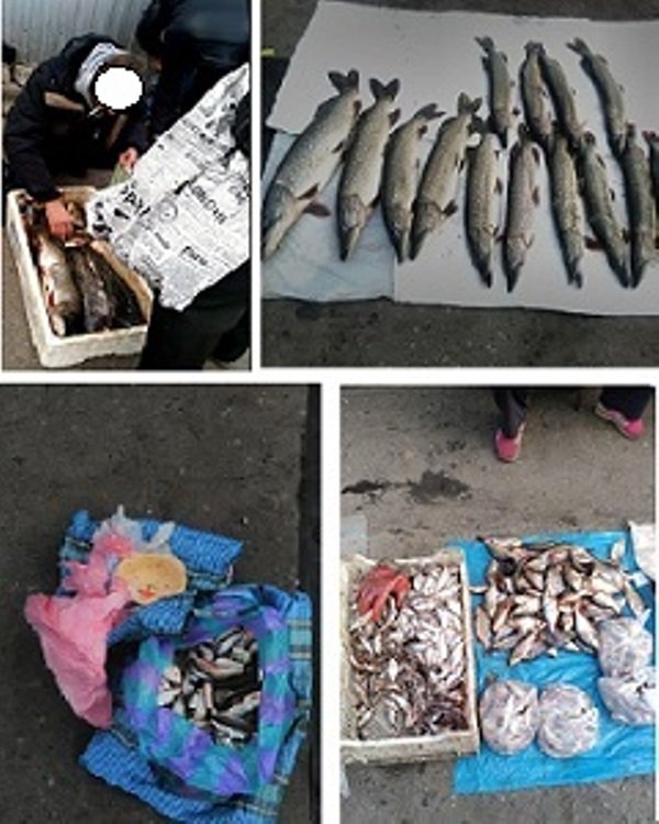 На рынках Харьковщины проверяют торговцев свежей рыбой