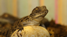 Риби, ящірки і навіть равлики: у зоопарку показали тварин, які відкладають яйця (відео)