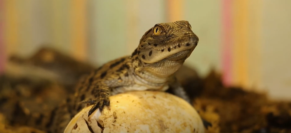 Риби, ящірки і навіть равлики: у зоопарку показали тварин, які відкладають яйця (відео)