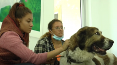 Перший в Україні контакт-центр з безпритульними тваринами відкрився у Харкові (відео)