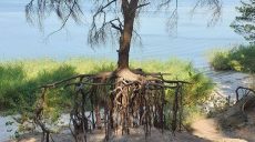 Необычное футуристическое дерево обнаружили в Печенегах (фото)