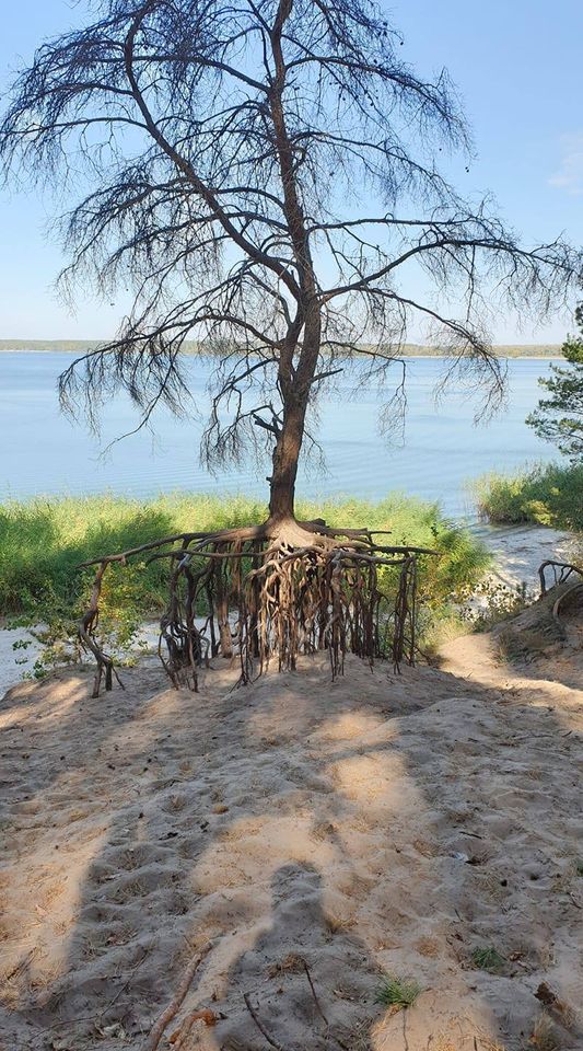 Необычное футуристическое дерево обнаружили в Печенегах (фото)