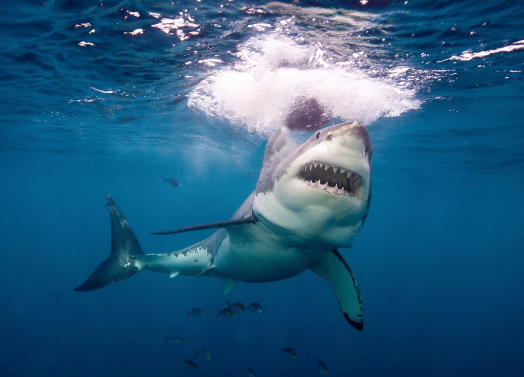 В Австралии за год зафиксировано 7 случаев убийства людей акулами