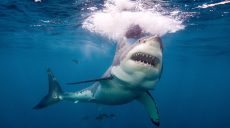 В Австралии за год зафиксировано 7 случаев убийства людей акулами