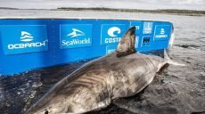 Гигантскую акулу-людоеда поймали в Канаде