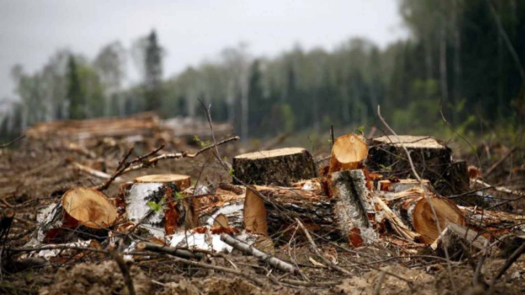 4 мастера леса на Харьковщине нанесли урон государству в размере 7 млн грн. — прокуратура