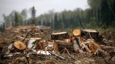 4 мастера леса на Харьковщине нанесли урон государству в размере 7 млн грн. — прокуратура