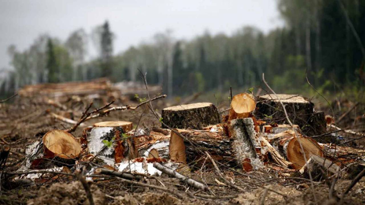 4 мастера леса на Харьковщине нанесли урон государству в размере 7 млн грн. — прокуратура