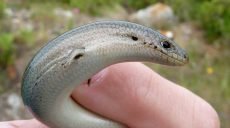 В Австралії знайшли унікальну ящірку (відео)