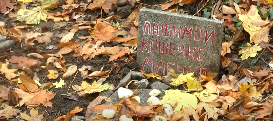 Викопали й вивезли у невідомому напрямку: у Харкові ліквідували стихійний цвинтар для тварин (відео)