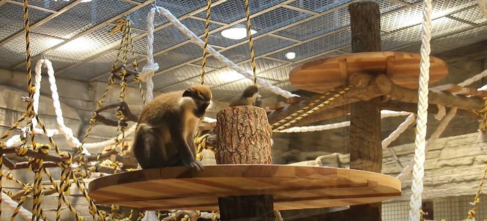 У Харківському зоопарку зелені мартишки отримали новий вольєр (відео)