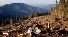 ООН призвала остановить незаконную вырубку лесов в Карпатах