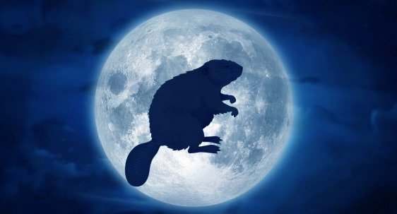 В ночь с 30 ноября на 1 декабря в небе можно будет увидеть «бобровую» Луну