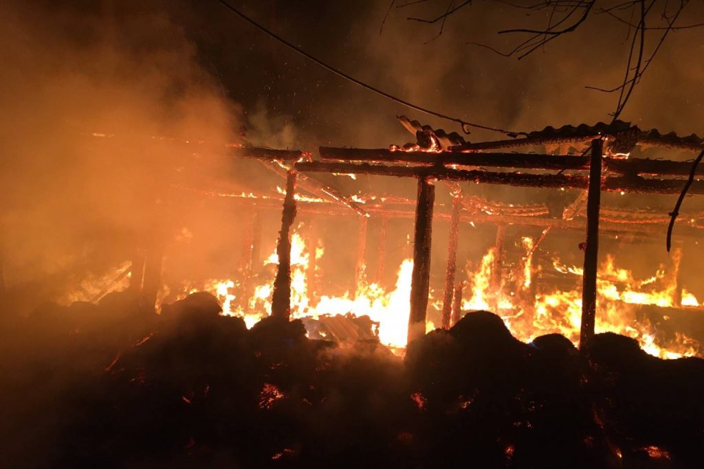 На Харьковщине в сарае сгорели 50 свиней (фото)