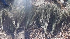 У жителя Харьковщины нашли запас марихуаны (фото)