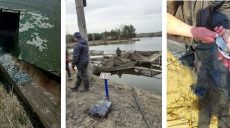 Десятки тысяч рыб выпустили в водохранилище под Харьковом