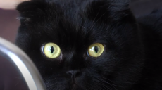 П’ятниця, 13-е: харків’янка розповіла, як їй живеться з чорним котом (відео)