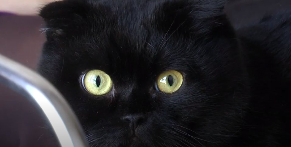 П’ятниця, 13-е: харків’янка розповіла, як їй живеться з чорним котом (відео)