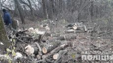Полиция задержала автомобиль со свежеспиленной древесиной без документов