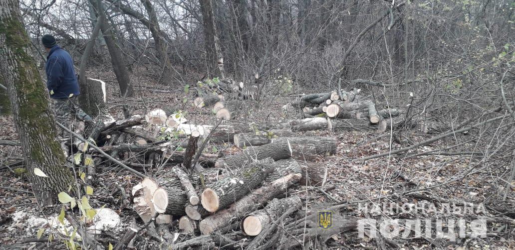 Полиция задержала автомобиль со свежеспиленной древесиной без документов