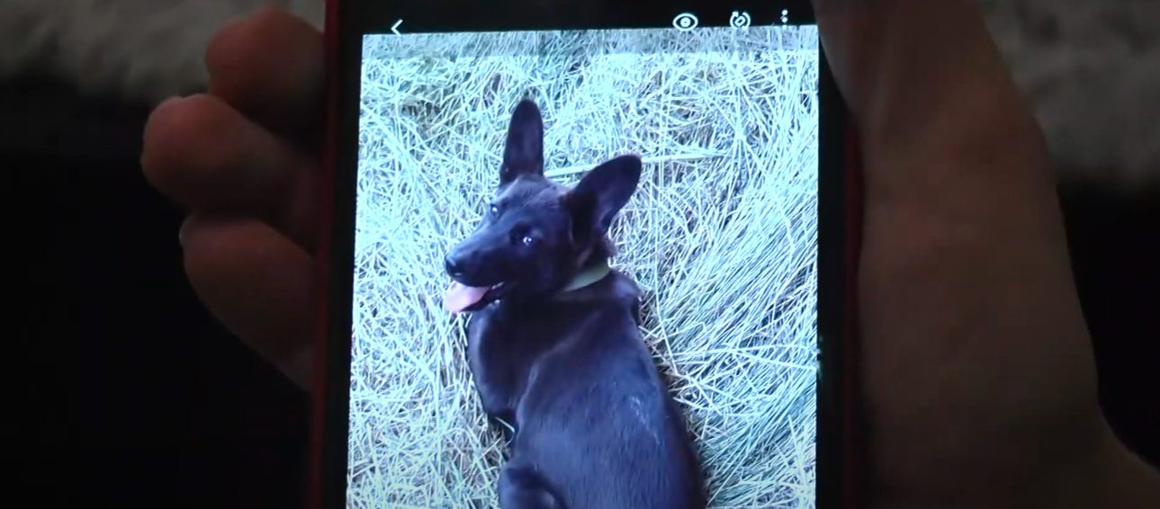 У Новопокровці чоловік застрелив Ельфа (відео)