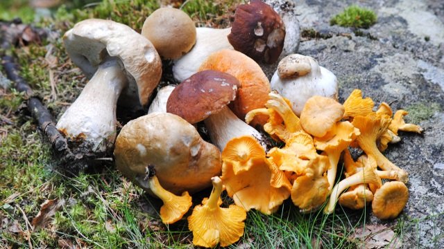 15-летняя девочка в Харьковской области отравилась лесными грибами