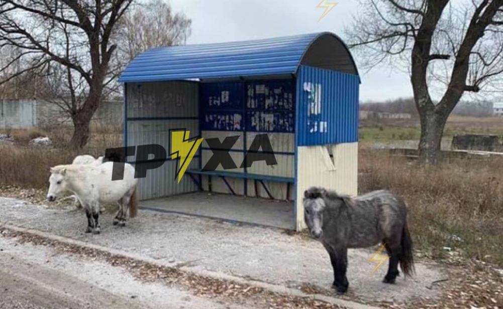 Несколько пони прогуливались на остановке под Харьковом (фото)