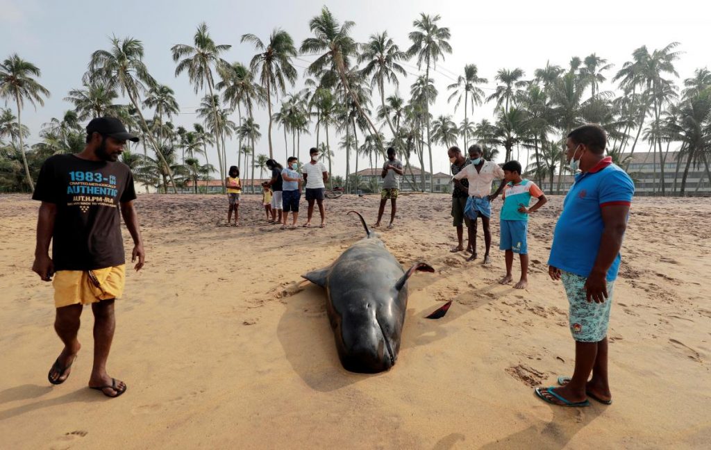 На Шри-Ланке произошел массовый выброс черных китов на побережье (фото)